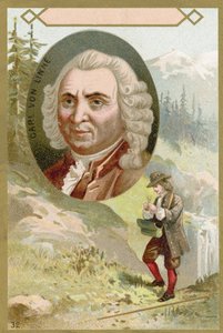 Carl Linnaeus, botânico sueco e zoólogo de French School