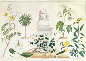 Carolus Linnaeus (1707-78) cercado por algumas das plantas que ele classificou (gravura colorida) de French School
