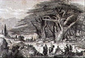 Árvores de Cedro no Líbano de French School