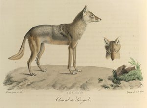 Chacal do Senegal. Um chacal do Senegal, da Histoire Naturelle des Mammifères (cor litho) de French School