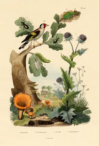 Chanterelle, 1833-39 de French School