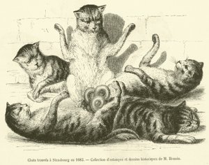 Gatos encontrados em Estrasburgo em 1683 (gravura) de French School