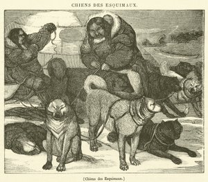 Cães esquimós (gravura) de French School