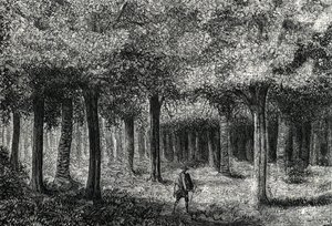 Floresta de cinchona produzindo casca de cinchona para tratamento da malária, Peru (gravura) 1888 de French School