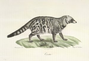 Civet, da História Natural dos Mamíferos (lito colorido) de French School