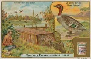 Cerceta comum; pegando patos de French School