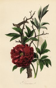 Peônia comum, Paeonia officinalis, com teia de aranha de French School