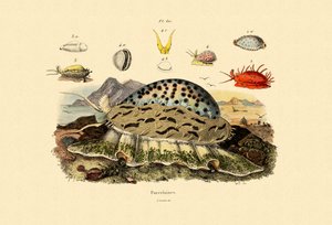 Conchas do Cowrie, 1833-39 de French School