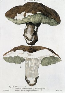 Cepe de Fontainebleau e Bordeaux - no "Tratado sobre cogumelos" de Jean Jacques Paulet de French School