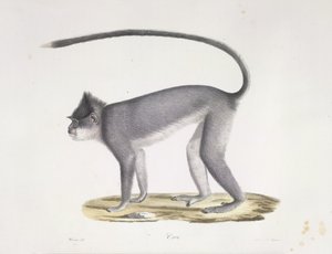 Croo. Um macaco, da História Natural dos Mamíferos (lito colorido) de French School