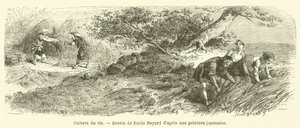 Cultivo de arroz (gravura) de French School