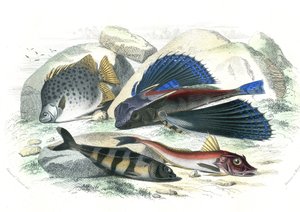 Dactyloptere pirapede (Dactylopterus pirapeda) peixe voador, Chetodon argus (scatophagus argus), centronote pilote (echeneis naucrate), Trigle Lyre (Genicanthus Melanospilos) - Prato extraído de Histoire Naturelle de Bernard Germain de Lacepede (1856-192 de French School