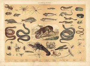 Animais perigosos (cor litho) de French School