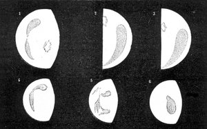 Manchas escuras e brilhantes de Vénus; 1, 2, 3, manchas observadas por D. Cassini em 1667 e 1667; 4, 5, 6, manchas observadas por M. Langdon em 1871 - em "Le Ciel" de Amédée Guillemin de French School