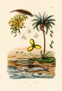 Tamareira, 1833-39 de French School