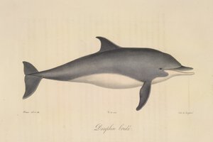 Golfinho roaz, da Histoire Naturelle des Mammifères (cor litho) de French School