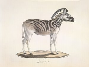 Dói fêmea. O quagga listrado, ou zebra de Burchell, da África do Sul (Asinus Burchellii), da História Natural dos Mamíferos (cor litho) de French School