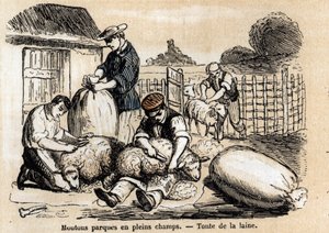 Descrição dos diversos usos e produtos das ovelhas: corte de ovelhas. Placa "Les moutons" em "les Recreations instructives" Pintura sinóptica de Jules DELBRUCK, gravura a partir de 1860. Colecção privada. de French School