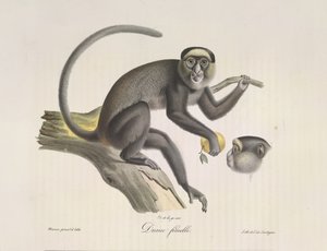 Diana, uma macaca, da História Natural dos Mamíferos (lito colorido) de French School