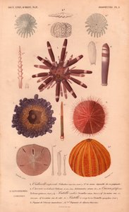 Diferentes tipos de ouriços-do-mar coloridos e seus espinhos, do "Dictionnaire Universel d