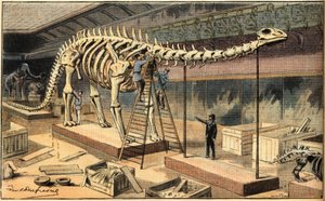 Diplodocus fossilizado no Museu de História Natural de Paris. Gravura do jornal "Le Petit Parisien". de French School