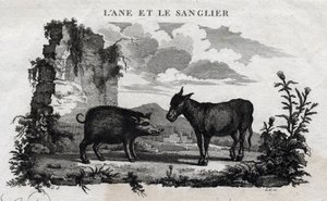 Burro e javali. Fábula de Esope. (escritor grego Esopo ou Ecopus, século VI a.C.) Escrito por Guillaume Montfort e Gravees por Beauble em 1801. de French School