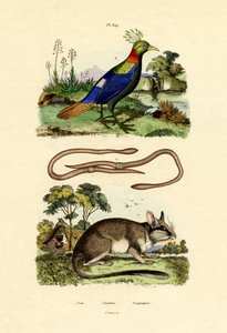 Dormouse, 1833-39 de French School