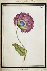 Poppy dupla, c.1700 de French School