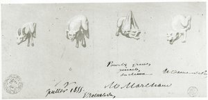 Desenho para a restauração das gárgulas de Notre Dame, 1855 de French School