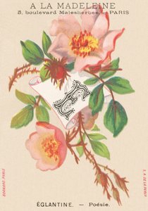 E: Eglantine - Poesia de French School