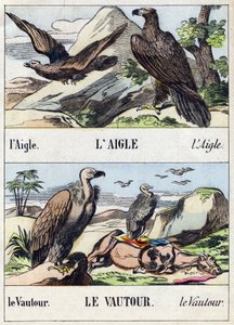 Águia e abutre. Gravura em "Buffon Alphabet des Oiseaux n 1". 3ª Série N 1. Imaging of Epinal, Epinal, final do século XIX. 16 páginas. Dim: 28x21cm de French School