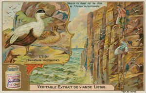 Eider Duck; Reunindo Eider para baixo em uma costa do norte da Europa de French School