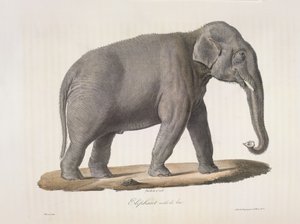 Elefante macho asiático, da Histoire Naturelle des Mammifères (cor litho) de French School