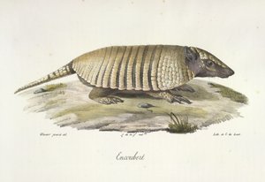 Encoubert, Tatu, da História Natural dos Mamíferos (lito colorido) de French School