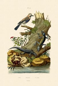 Jay Eurasiático, 1833-39 de French School