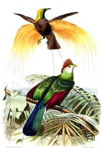 Aves exóticas: o pequeno paraíso esmeralda e o Touraco Pauline de French School