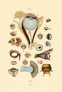 Olhos, 1833-39 de French School