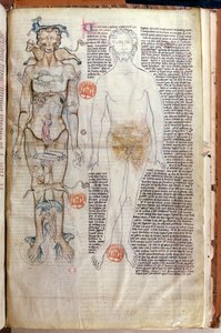 F.116v A Relação entre o Corpo Humano e os Signos do Zodíaco, de um tratado médico de Abul Qasim Khalaf ibn al Abbas al-Zahrawi (Abulcasis) (936-1013) traduzido por Gerard de Cremone de French School