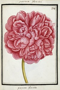 Peônia Fêmea, c.1700 de French School