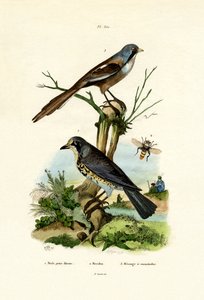 Fieldfare, 1833-39 de French School