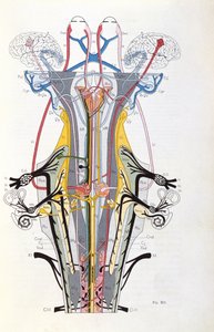 Fig. 212 da Semiologia das Desordens do Sistema Nervoso de J. Dejerine, 1914 de French School