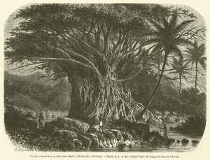 Figueira colossal na baía de Anna-Maria, em Nouka-Hiva, Oceania (gravura) de French School