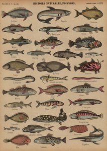 Peixe (gravura colorida) de French School