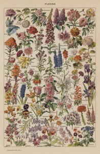 Flores (litografia a cores) de French School