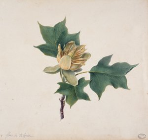 Flor de uma árvore de tulipa de French School