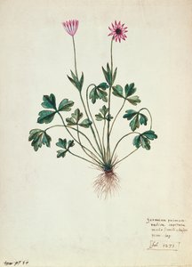 Fol.1275 Geranium (wc no papel) de French School