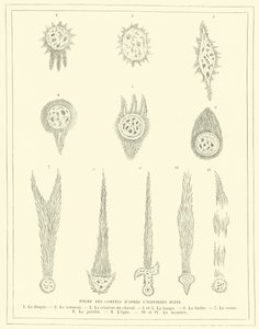 Formas de cometas após o historiador Plínio (gravura) de French School