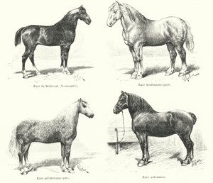 Quatro raças de cavalos franceses: Merlerault, Boulonnaise, Percheronne, Ardennaise (gravura) de French School