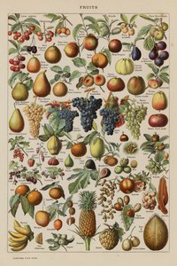 Frutos (litografia a cores) de French School