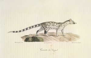 Genet of Senegal, da Histoire Naturelle des Mammifères (cor litho) de French School